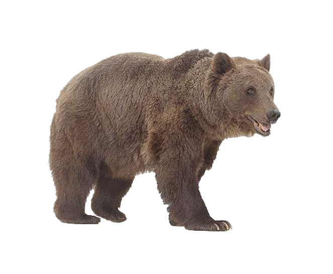 Bear Transparent PNG Image