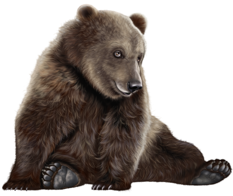 Bear Sitting Transparent PNG Image