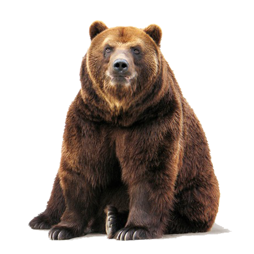 Brown Bear Transparent PNG Image