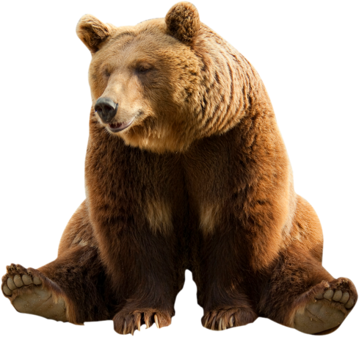 Bear Sitting Transparent PNG Image