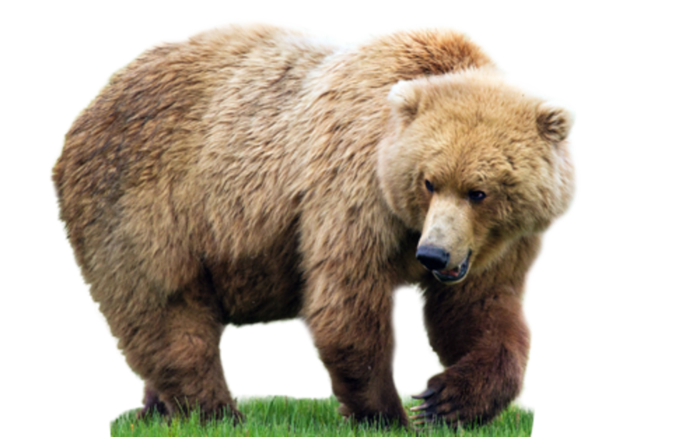 Big Bear Transparent PNG Image