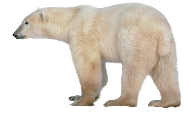 Snow Bear Transparent PNG Image