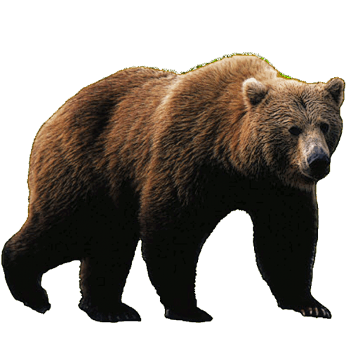 Walking Bear Transparent PNG Image