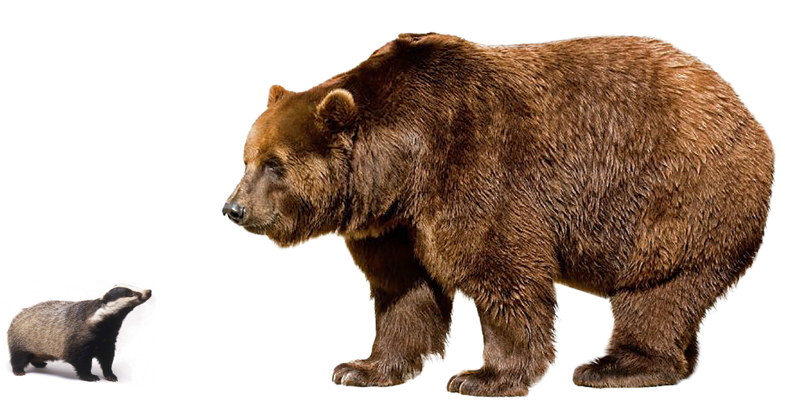 Giant Bear Transparent PNG Image