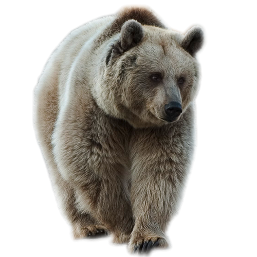 Brown Giant Bear Transparent PNG Image