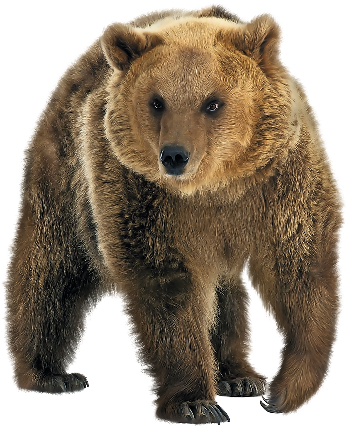 Real Brown Bear Transparent PNG Image