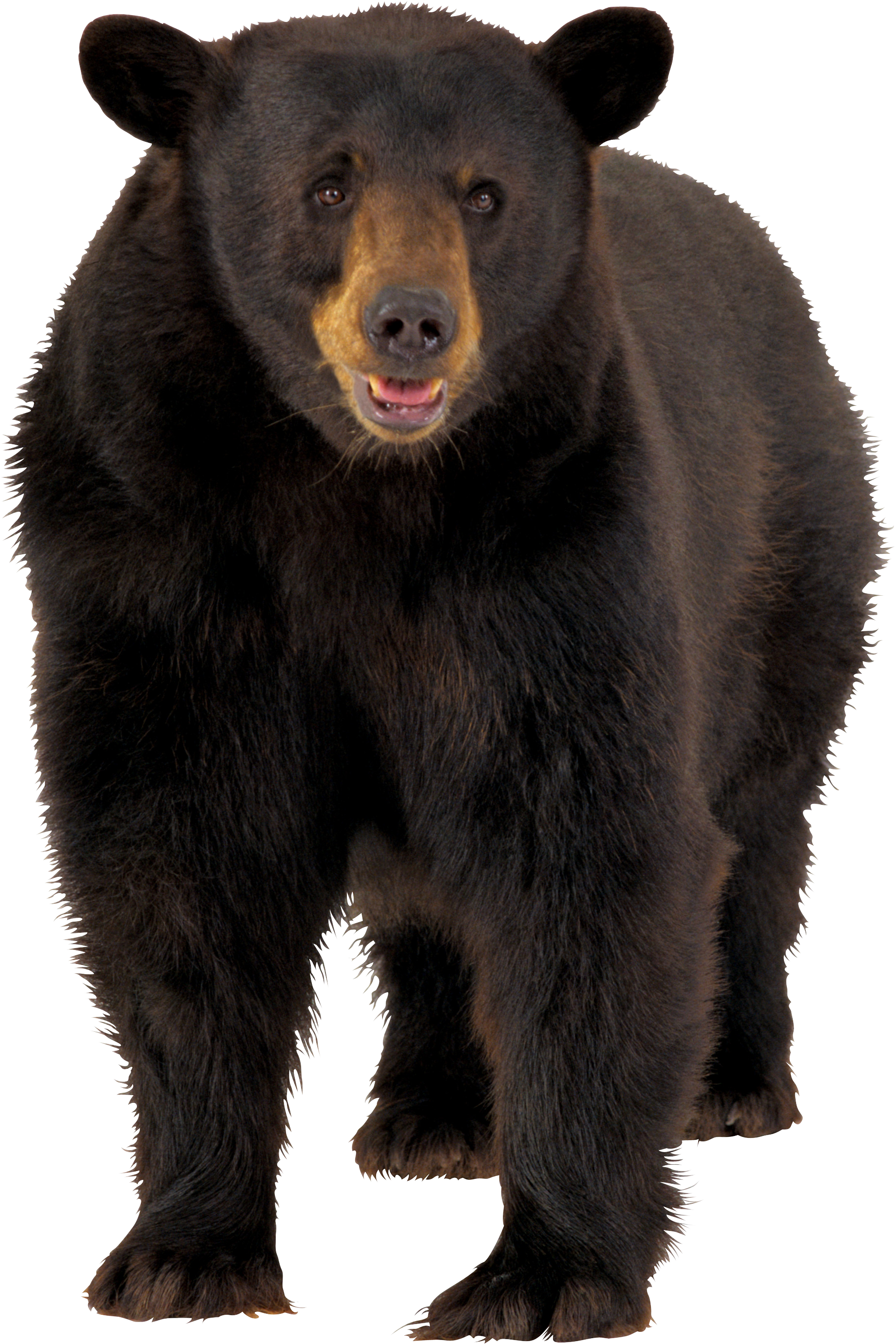 Real Front Bear View Transparent PNG Image