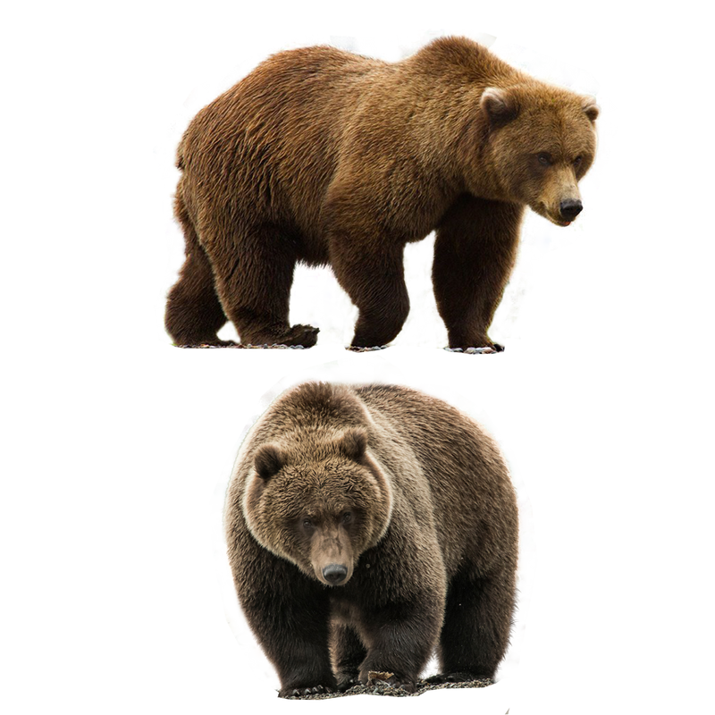 Real Bear Transparent PNG Image