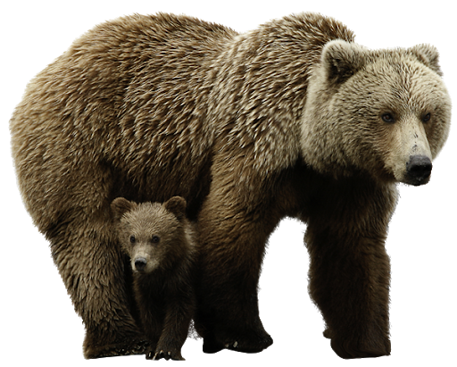 Real Baby With Bear Transparent PNG Image