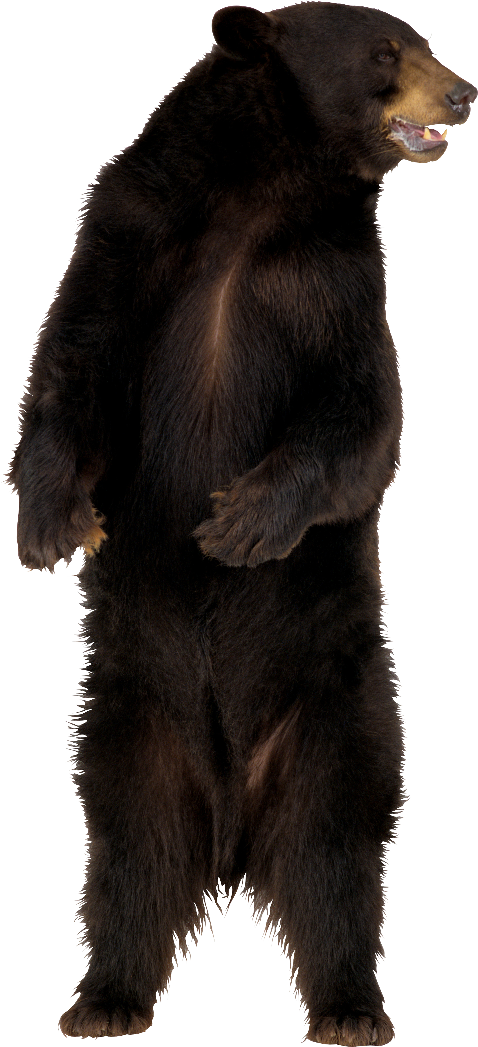 Standing Real Bear Transparent PNG Image