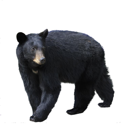 Wild Real Bear Transparent PNG Image