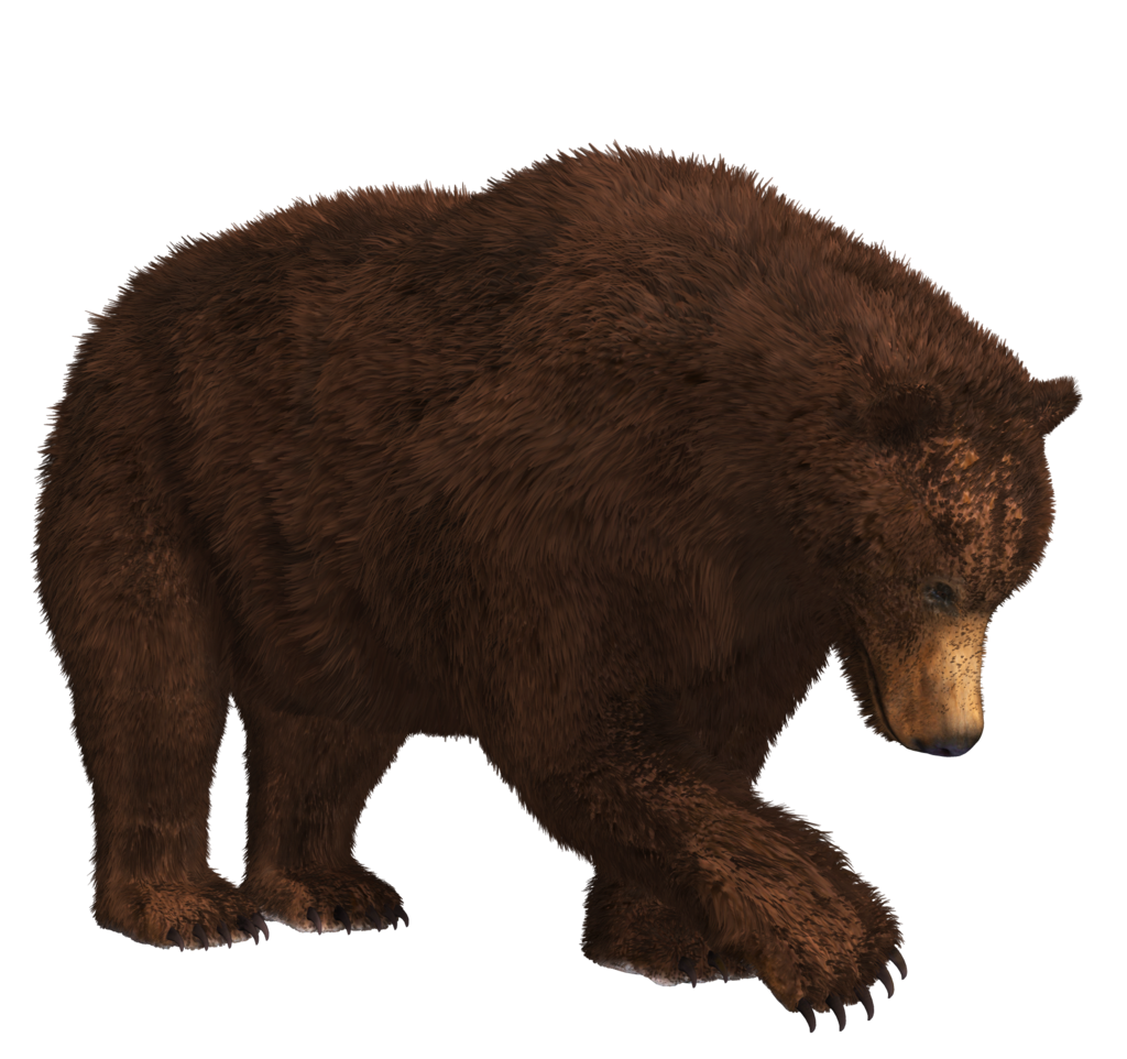 Bear 9 Transparent PNG Image