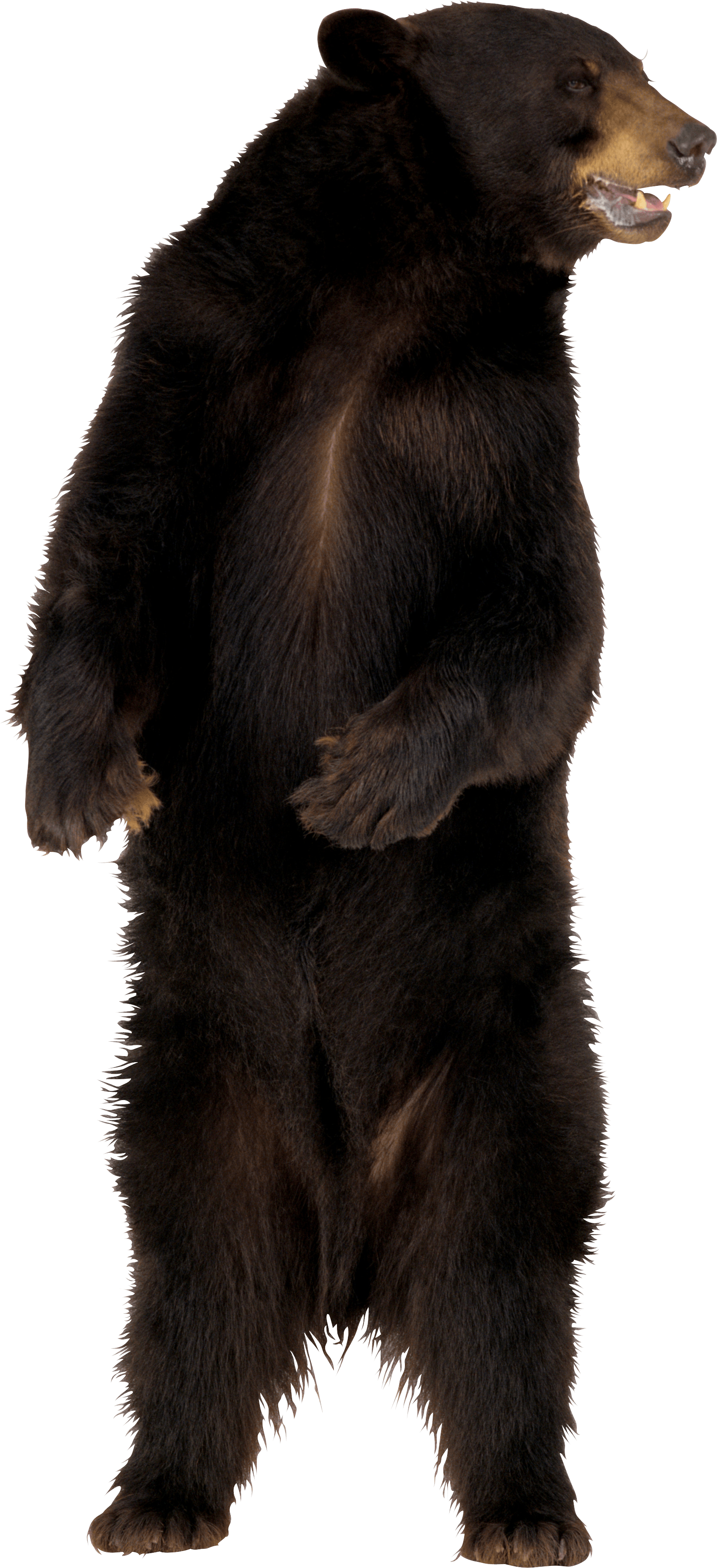 Brown Bear Transparent PNG Image