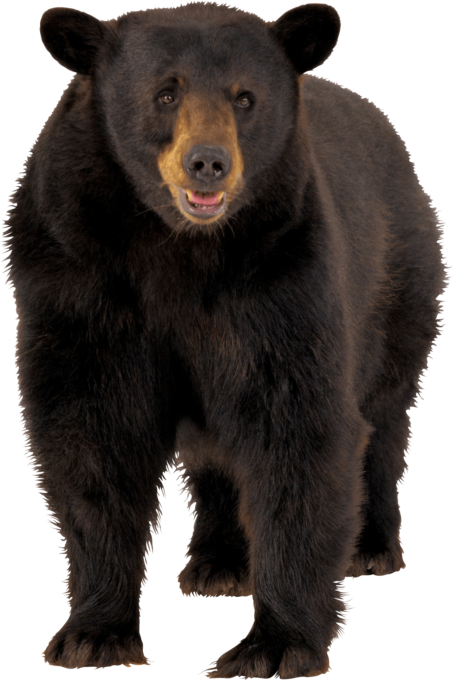 Brown Bear Transparent PNG Image