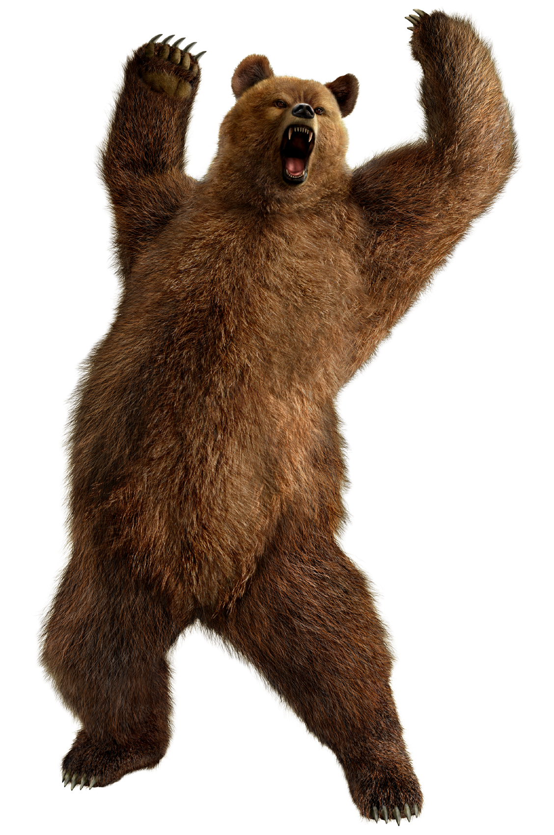 Bear 3 Transparent PNG Image
