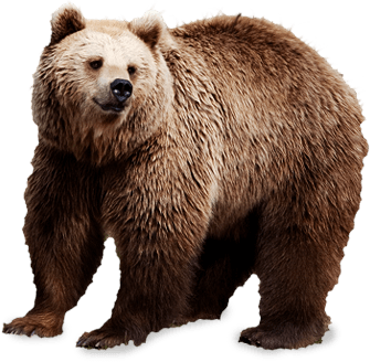 Bear Transparent PNG Image