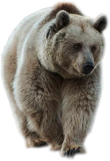 Bear 15 Transparent PNG Image