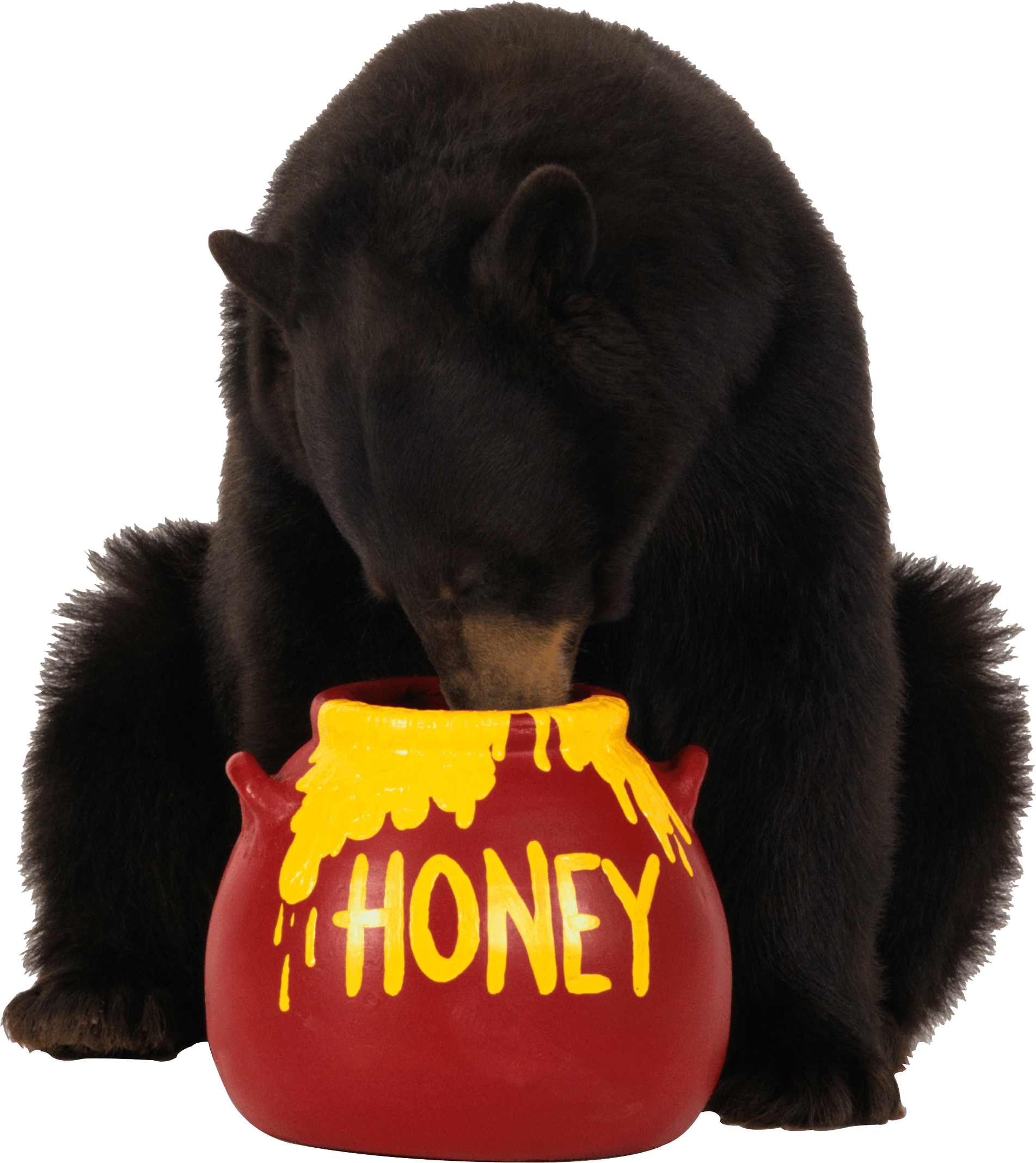 Brown Bear Eats Honey Transparent PNG Image