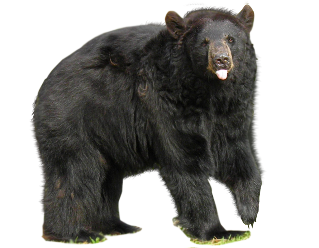 Bear Transparent PNG Image
