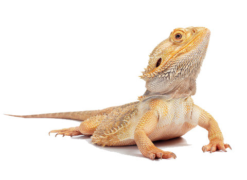 Bearded Dragon Transparent PNG Image