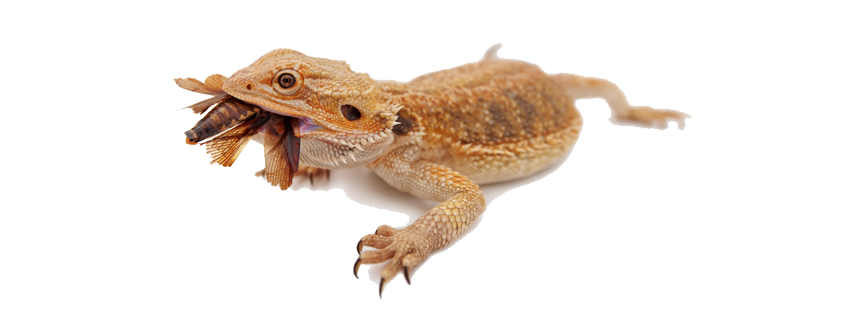 Bearded Dragon Transparent PNG Image