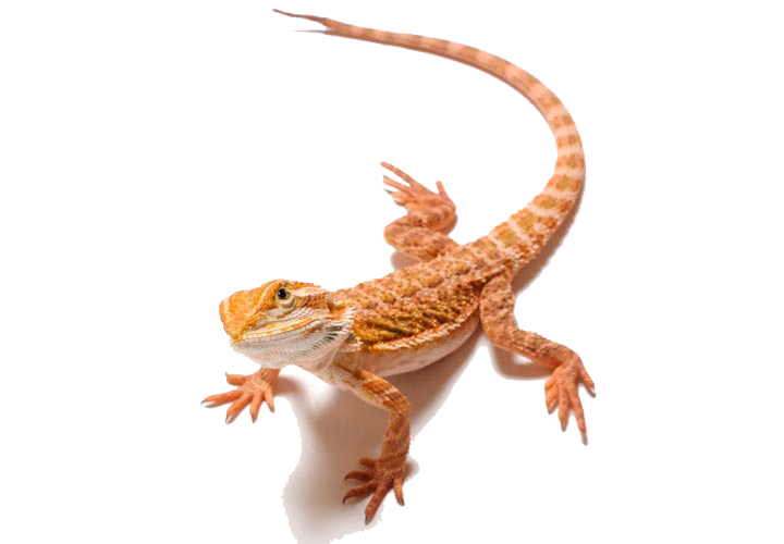 Bearded Dragon Transparent PNG Image