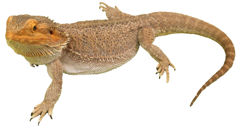 Bearded Dragon Transparent PNG Image