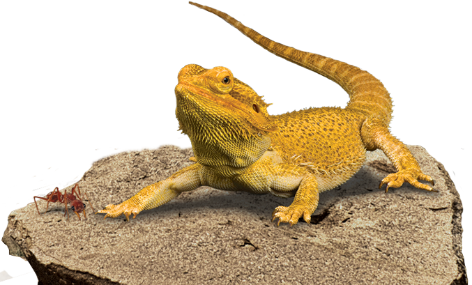 Bearded Dragon Background Transparent PNG Image