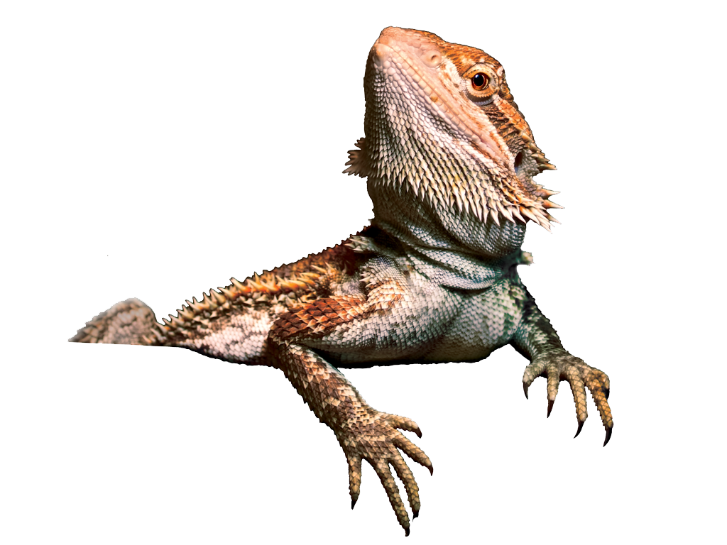 Bearded Dragon Transparent PNG Image