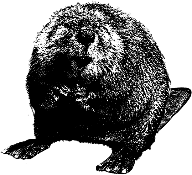 Beaver Transparent PNG Image