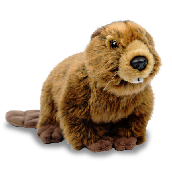 Beaver Transparent PNG Image