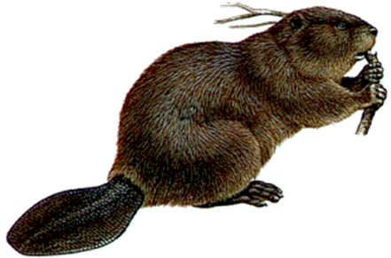 Beaver Transparent PNG Image