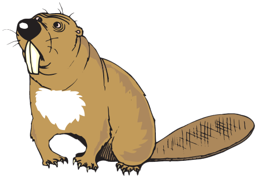 Beaver Background Transparent PNG Image