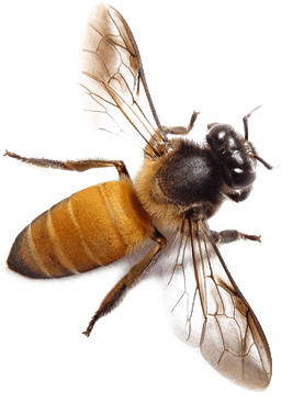 Bee 2 Transparent PNG Image