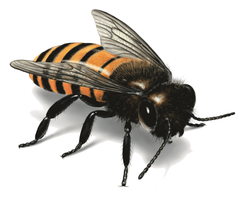 Bee Transparent PNG Image