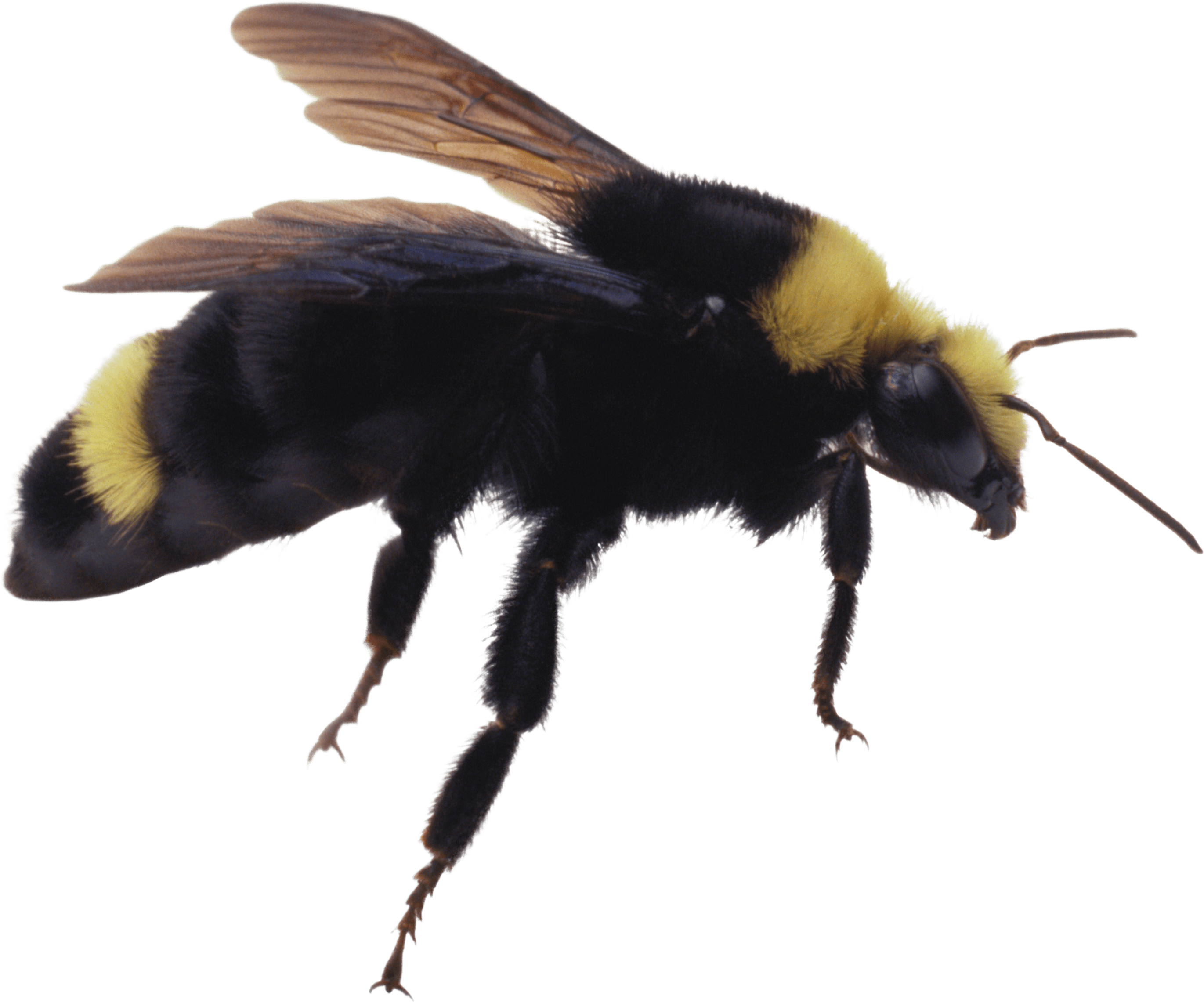 Bee Transparent PNG Image