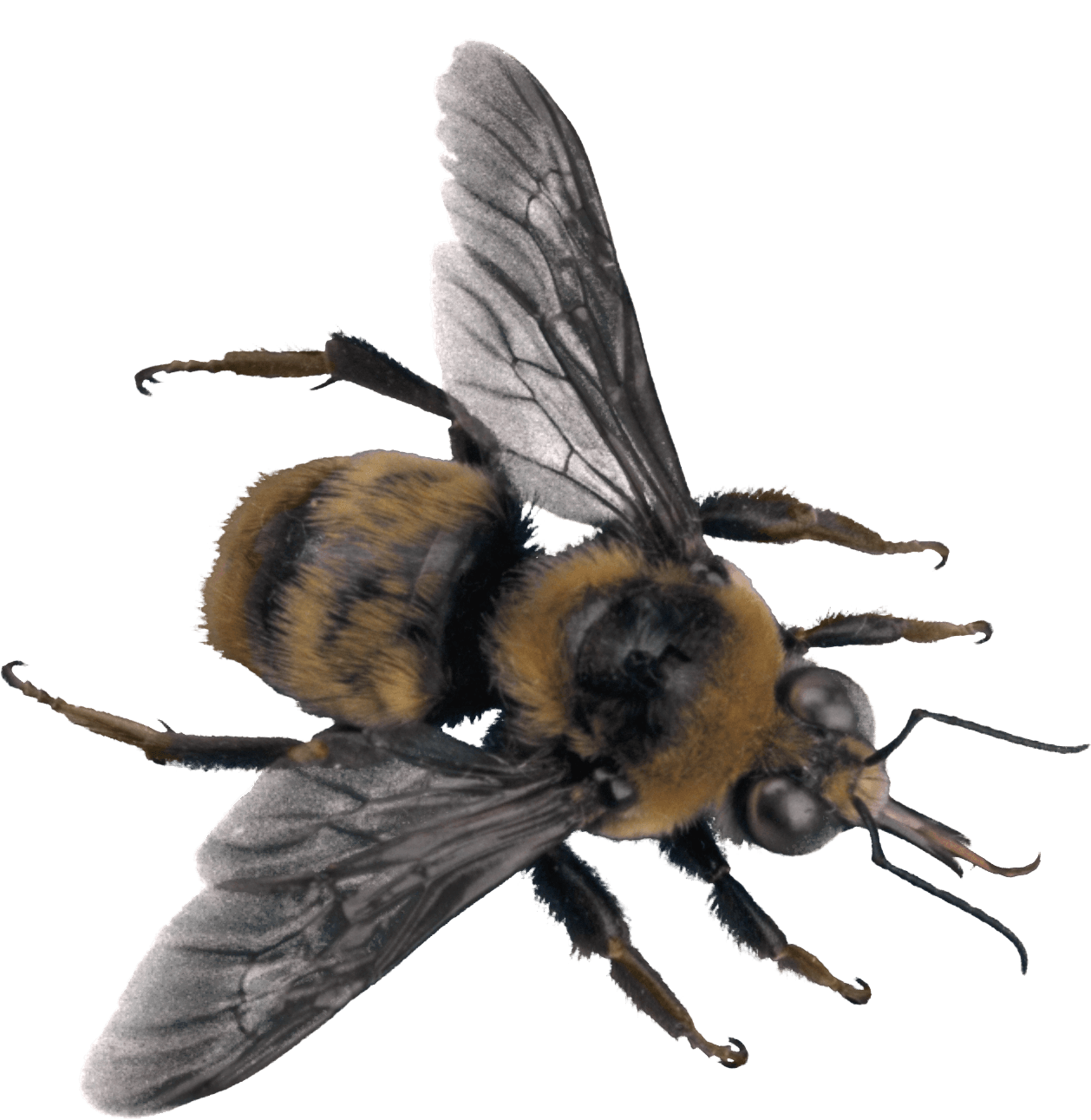 Bee Transparent PNG Image