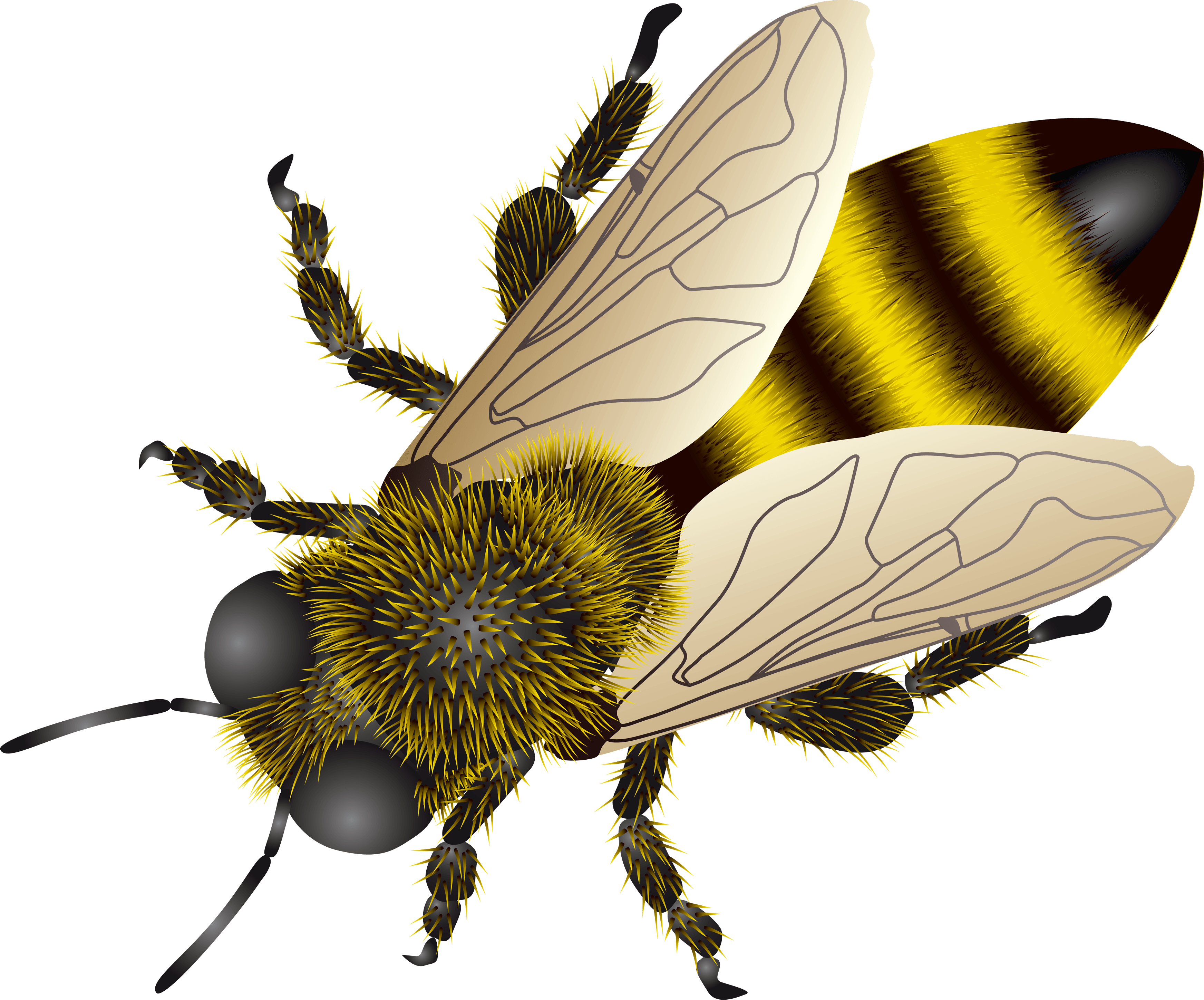 Bee Transparent PNG Image