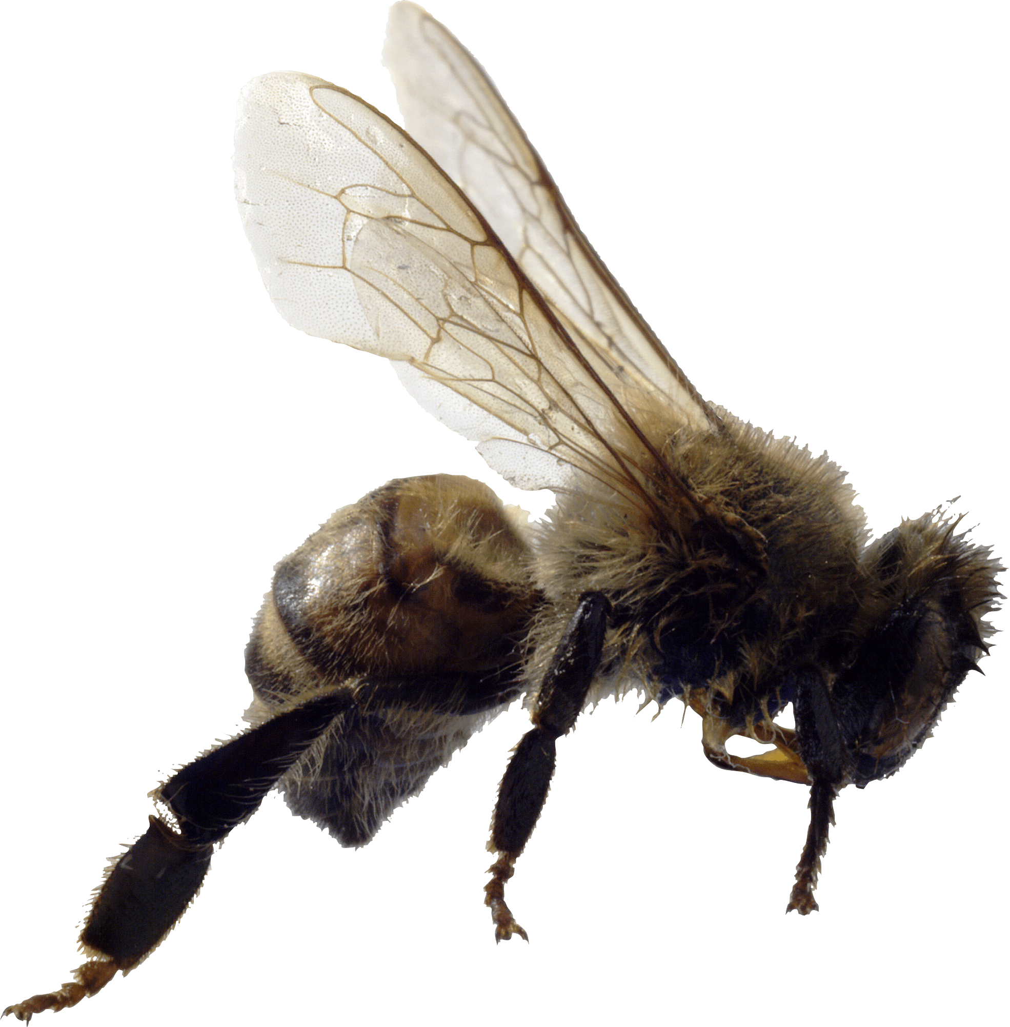 Bee Transparent PNG Image