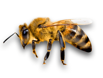 Bee Transparent PNG Image
