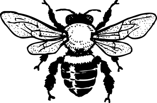 Honey Vector Bee Transparent PNG Image