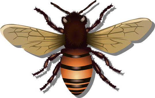 Honey Vector Bee Transparent PNG Image