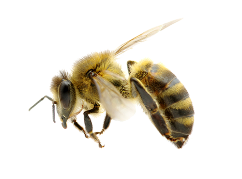 Honey Flying Bee Transparent PNG Image