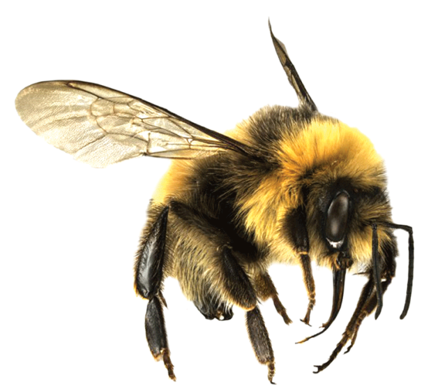 Honey Flying Bee Transparent PNG Image