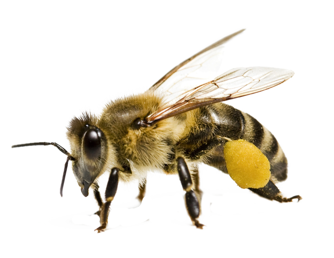 Honey Flying Bee Transparent PNG Image