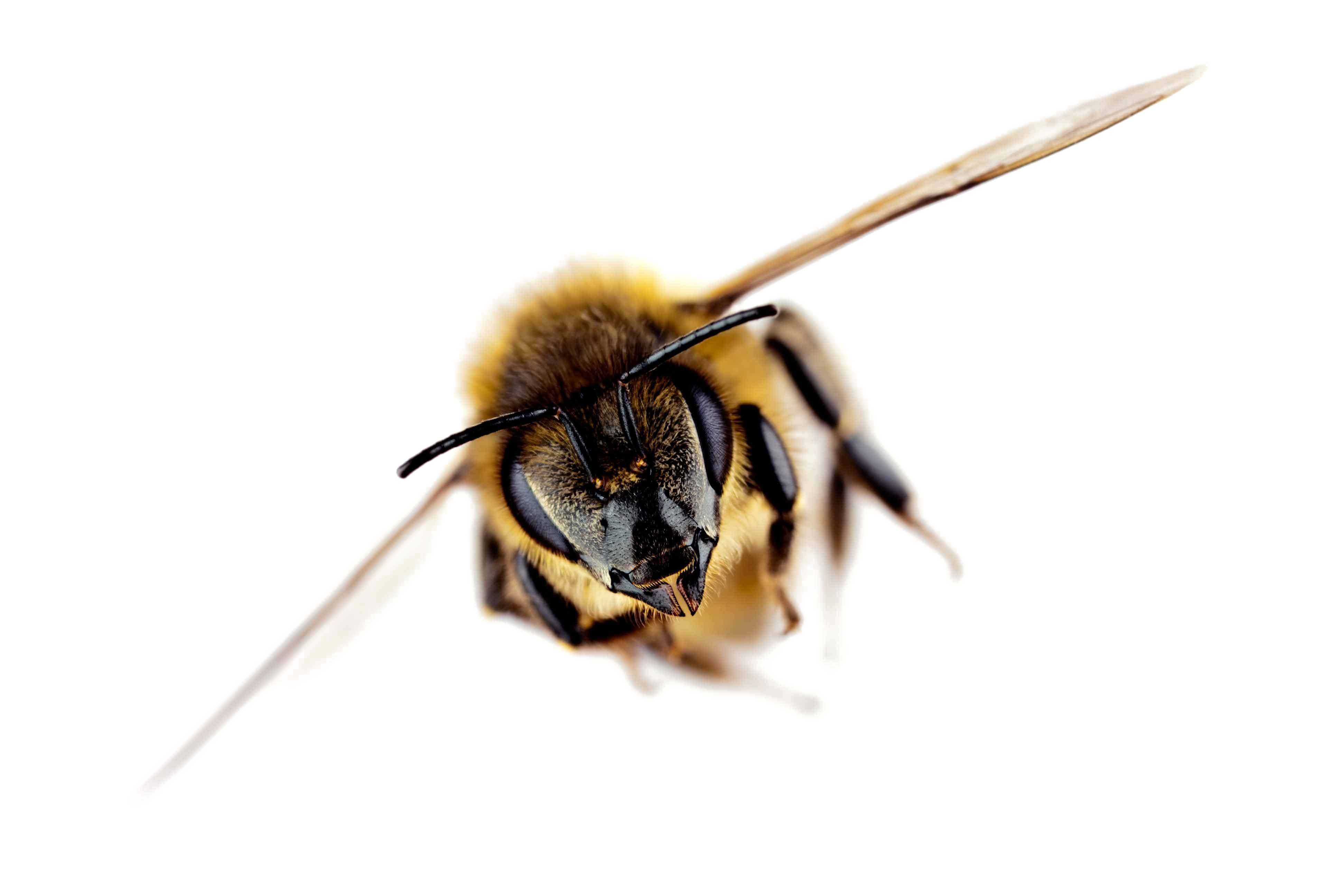 Honey Flying Bee Transparent PNG Image