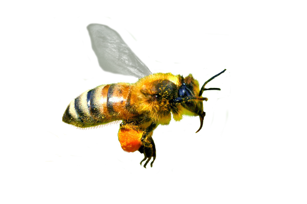 Honey Flying Bee Transparent PNG Image
