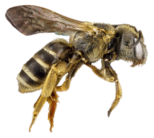 Honey Flying Bee Transparent PNG Image