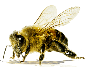 Bee Transparent PNG Image