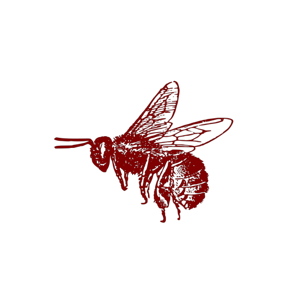 Honey Bee Transparent PNG Image